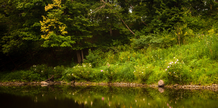 Biochar Shoreline restoration
