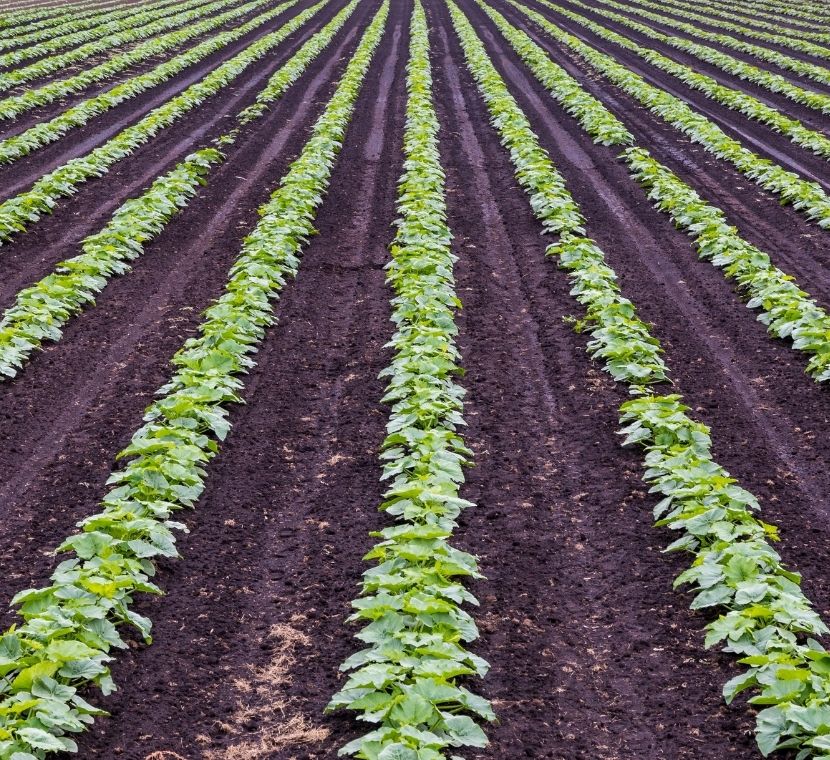 carbon sequestration farming soil amendment