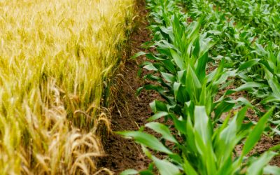 info-biochar-bloc-agriculture